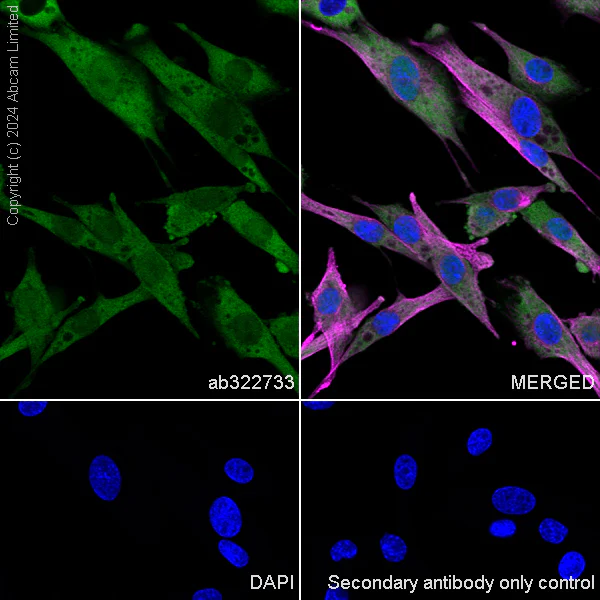 Immunocytochemistry/ Immunofluorescence - Anti-MIF antibody [RM1231] (AB322733)