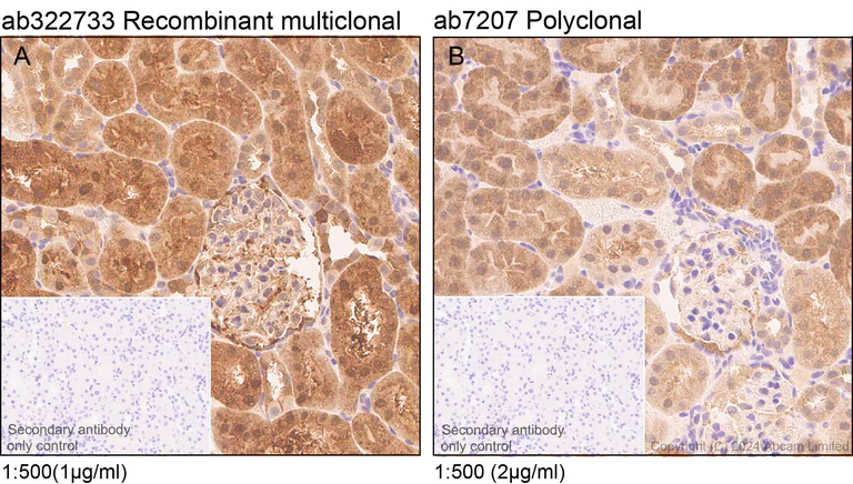 Immunohistochemistry (Formalin/PFA-fixed paraffin-embedded sections) - Anti-MIF antibody [RM1231] (AB322733)