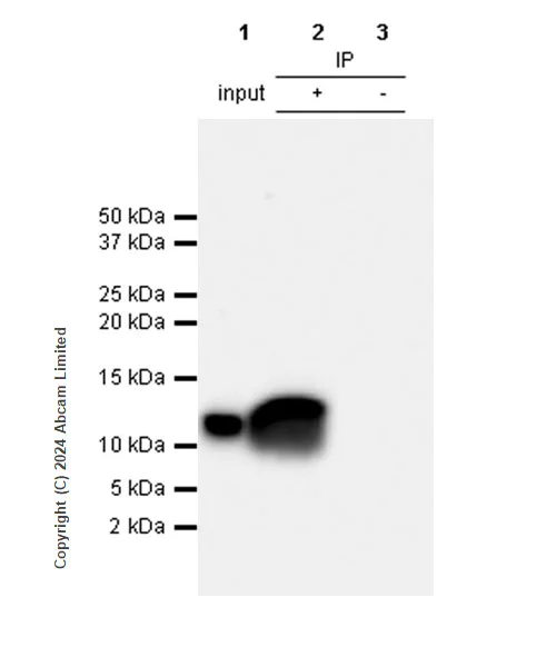Immunoprecipitation - Anti-MIF antibody [RM1231] (AB322733)