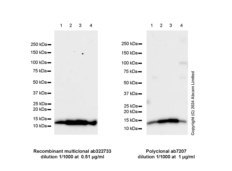 Western blot - Anti-MIF antibody [RM1231] (AB322733)