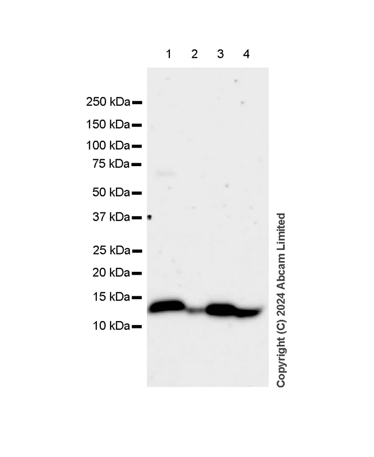 Western blot - Anti-MIF antibody [RM1231] (AB322733)