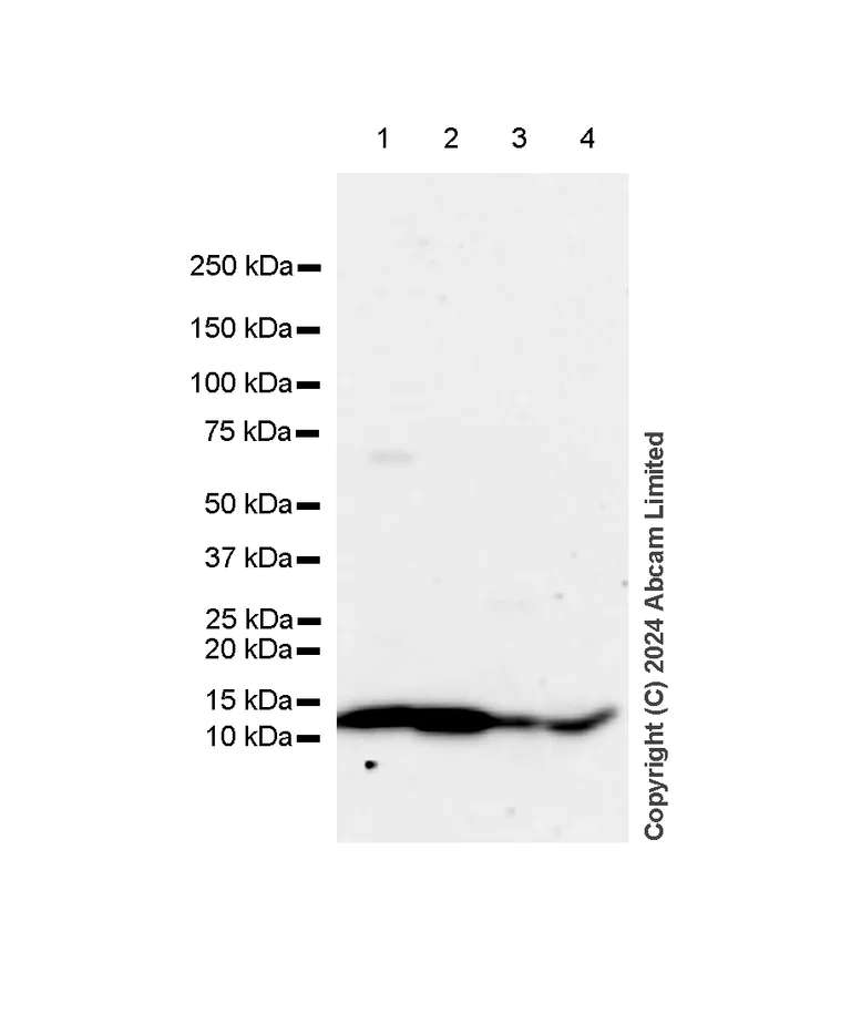Western blot - Anti-MIF antibody [RM1231] (AB322733)