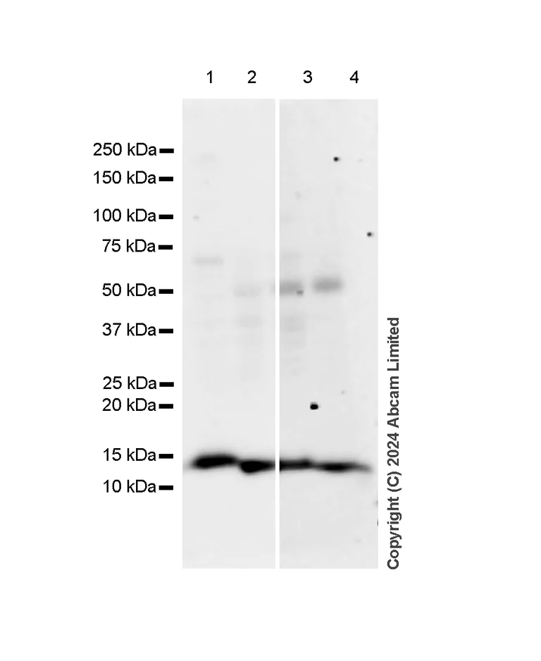 Western blot - Anti-MIF antibody [RM1231] (AB322733)
