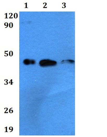 Western blot - Anti-Milk Fat Globule 1 antibody (AB200649)