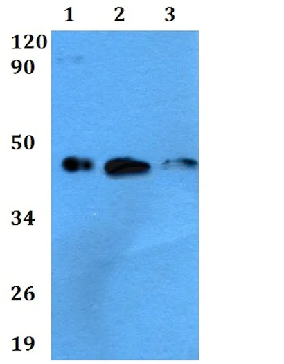 Western blot - Anti-Milk Fat Globule 1 antibody (AB200649)