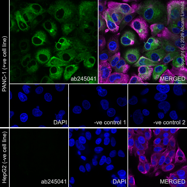 Immunocytochemistry/ Immunofluorescence - Anti-Milk Fat Globule 1 antibody [EPR21773-137] - BSA and Azide free (Detector) (AB245041)
