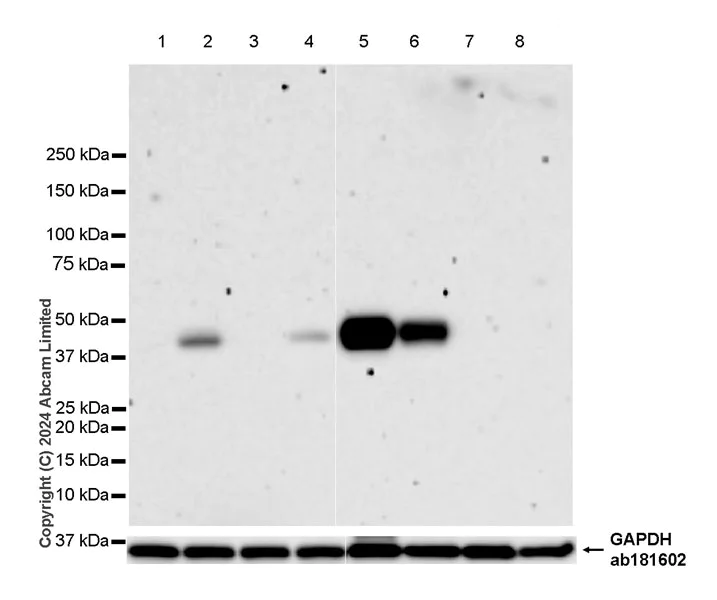 Western blot - Anti-Milk Fat Globule 1 antibody [EPR29114-57] - BSA and Azide free (AB319153)