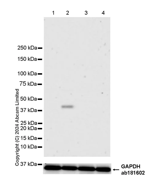 Western blot - Anti-Milk Fat Globule 1 antibody [EPR29114-57] - BSA and Azide free (AB319153)