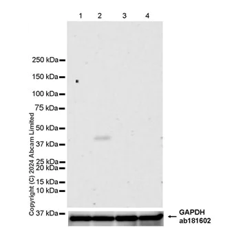 Western blot - Anti-Milk Fat Globule 1 antibody [EPR29114-57] - BSA and Azide free (AB319153)
