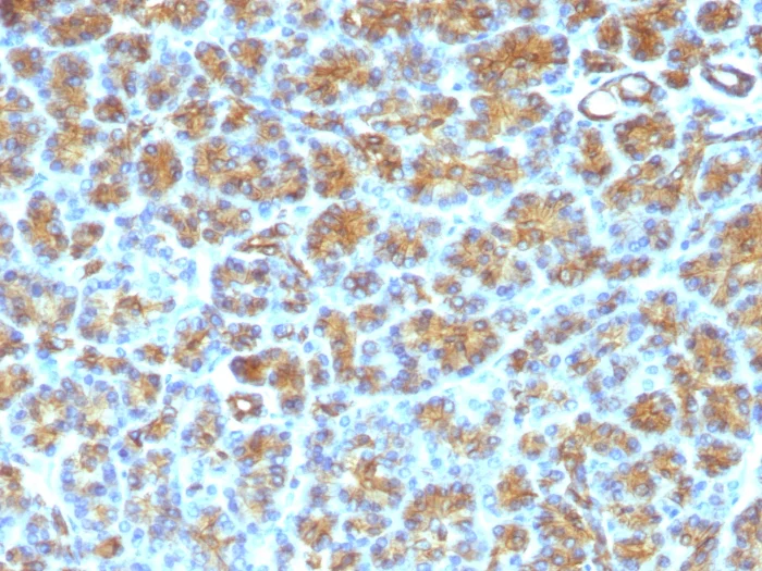 Immunohistochemistry (Formalin/PFA-fixed paraffin-embedded sections) - Anti-Milk Fat Globule 1 antibody [SPM291] (AB17787)
