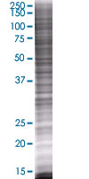 Milk Fat Globule 1 overexpression 293T lysate (whole cell)