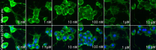 Immunocytochemistry/ Immunofluorescence - Milnacipran hydrochloride, Serotonin and norepinephrine reuptake inhibitor (AB120755)