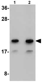 Western blot - Anti-Mimitin antibody (AB91521)