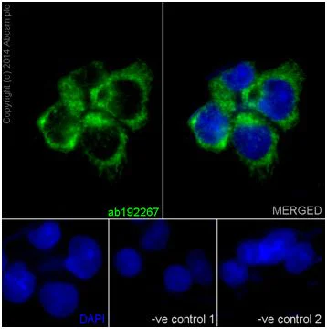 Immunocytochemistry/ Immunofluorescence - Anti-Mimitin antibody [EP15279] - BSA and Azide free (AB251134)