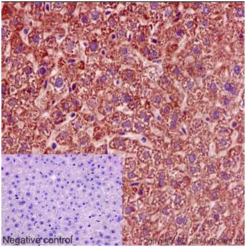 Immunohistochemistry (Formalin/PFA-fixed paraffin-embedded sections) - Anti-Mimitin antibody [EP15279] - BSA and Azide free (AB251134)