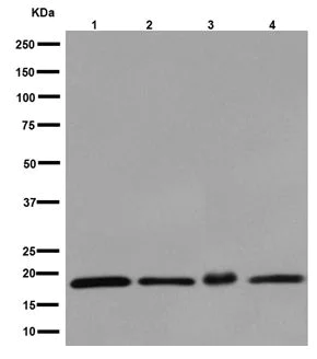 Western blot - Anti-Mimitin antibody [EP15279] - BSA and Azide free (AB251134)