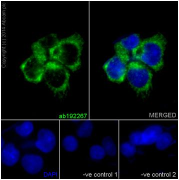 Immunocytochemistry/ Immunofluorescence - Anti-Mimitin antibody [EP15279] - C-terminal (AB192267)