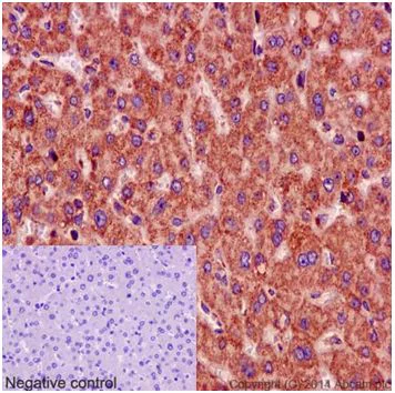 Immunohistochemistry (Formalin/PFA-fixed paraffin-embedded sections) - Anti-Mimitin antibody [EP15279] - C-terminal (AB192267)