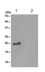 Immunoprecipitation - Anti-Mimitin antibody [EP15279] - C-terminal (AB192267)