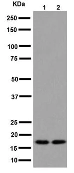 Western blot - Anti-Mimitin antibody [EP15279] - C-terminal (AB192267)