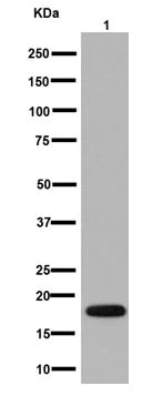 Western blot - Anti-Mimitin antibody [EP15279] - C-terminal (AB192267)