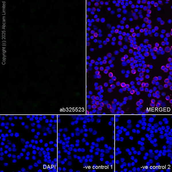 Immunocytochemistry/ Immunofluorescence - Anti-Mineralocorticoid Receptor antibody [EPR29519-576] (AB325523)