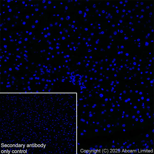 Immunohistochemistry (Frozen sections) - Anti-Mineralocorticoid Receptor antibody [EPR29519-576] (AB325523)