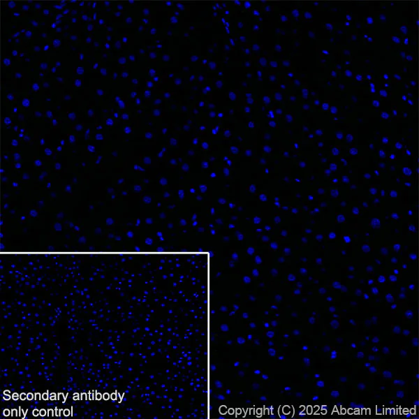 Immunohistochemistry (Frozen sections) - Anti-Mineralocorticoid Receptor antibody [EPR29519-576] (AB325523)