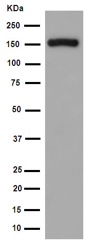 Western blot - Anti-Mint-1 antibody [EPR15941] - BSA and Azide free (AB251021), expandable thumbnail