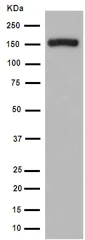 Western blot - Anti-Mint-1 antibody [EPR15941] - BSA and Azide free (AB251021)