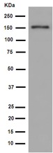 Western blot - Anti-Mint-1 antibody [EPR15941] - BSA and Azide free (AB251021), expandable thumbnail