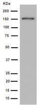 Western blot - Anti-Mint-1 antibody [EPR15941] - BSA and Azide free (AB251021)