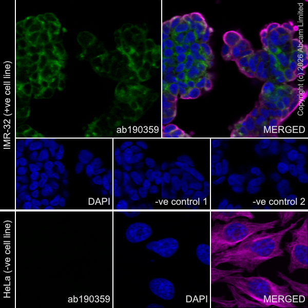 Immunocytochemistry/ Immunofluorescence - Anti-Mint-1 antibody [EPR15941] - N-terminal (AB190359)