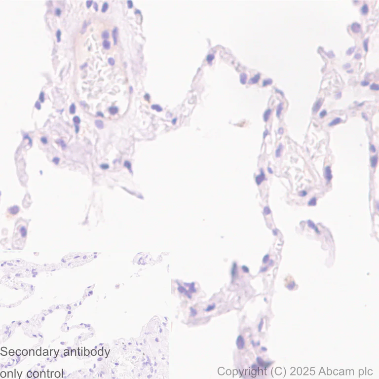 Immunohistochemistry (Formalin/PFA-fixed paraffin-embedded sections) - Anti-Mint-1 antibody [EPR15941] - N-terminal (AB190359)