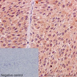 Immunohistochemistry (Formalin/PFA-fixed paraffin-embedded sections) - Anti-Mint-1 antibody [EPR15941] - N-terminal (AB190359)
