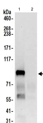 Immunoprecipitation - Anti-MIOS antibody (AB202274)