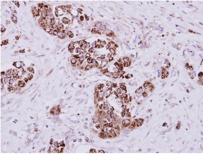Immunohistochemistry (Formalin/PFA-fixed paraffin-embedded sections) - Anti-MIOX antibody (AB154639), expandable thumbnail