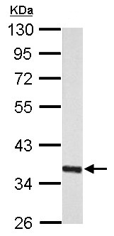 Western blot - Anti-MIOX antibody (AB154639), expandable thumbnail