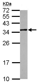 Western blot - Anti-MIOX antibody (AB154639), expandable thumbnail
