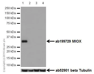 Western blot - Anti-MIOX antibody [EPR17172] (AB199729)