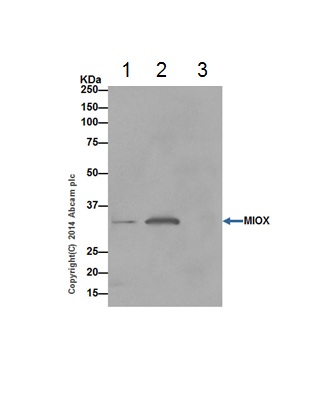 Immunoprecipitation - Anti-MIOX antibody [EPR17172] - BSA and Azide free (AB251291), expandable thumbnail
