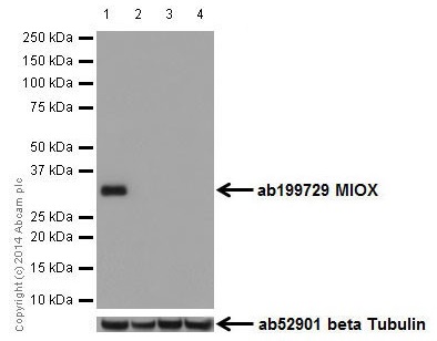 Western blot - Anti-MIOX antibody [EPR17172] - BSA and Azide free (AB251291), expandable thumbnail