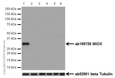 Western blot - Anti-MIOX antibody [EPR17172] - BSA and Azide free (AB251291), expandable thumbnail
