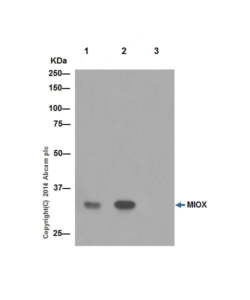 Immunoprecipitation - Anti-MIOX antibody [EPR17173] - BSA and Azide free (AB251262), expandable thumbnail