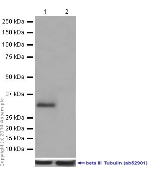 Western blot - Anti-MIOX antibody [EPR17173] - BSA and Azide free (AB251262), expandable thumbnail