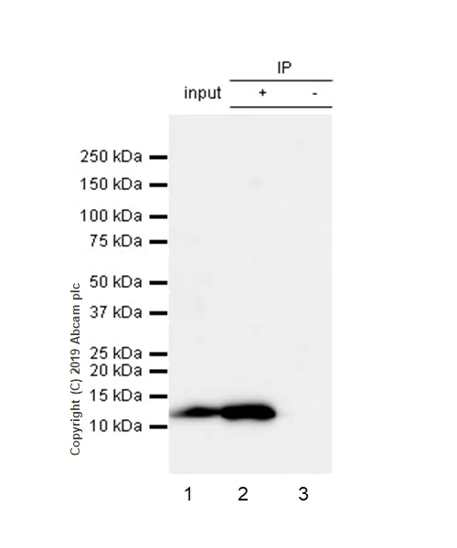 Immunoprecipitation - Anti-MIP-1 alpha/CCL3 + CCL3L1 antibody [EPR22529-19] (AB229900)