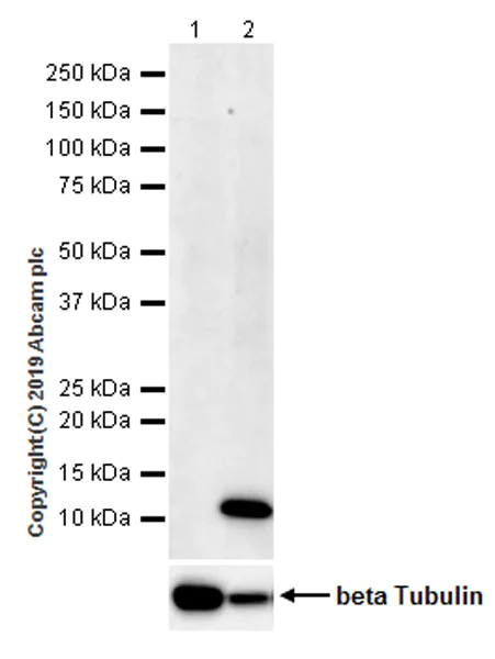 Western blot - Anti-MIP-1 alpha/CCL3 + CCL3L1 antibody [EPR22529-19] (AB229900)