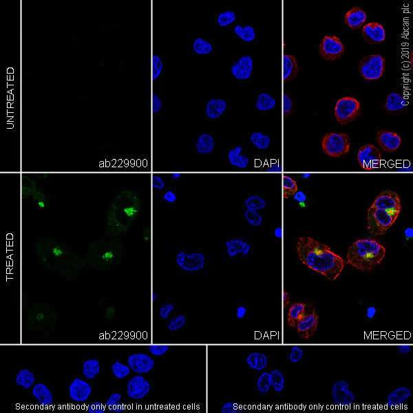 Immunocytochemistry/ Immunofluorescence - Anti-MIP-1 alpha/CCL3 + CCL3L1 antibody [EPR22529-19] - BSA and Azide free (AB254289)