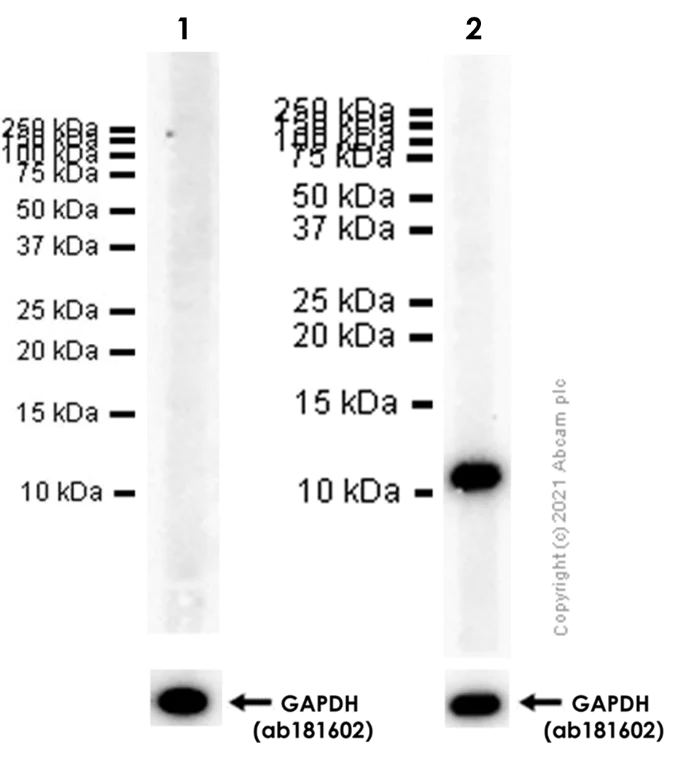 Western blot - Anti-MIP-1 alpha/CCL3 + CCL3L1 antibody [EPR22529-19] - BSA and Azide free (AB254289)