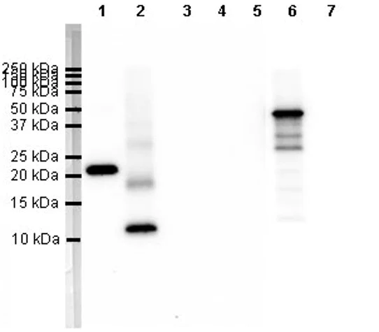 Western blot - Anti-MIP-1 alpha/CCL3 + CCL3L1 antibody [EPR22529-19] - BSA and Azide free (AB254289)
